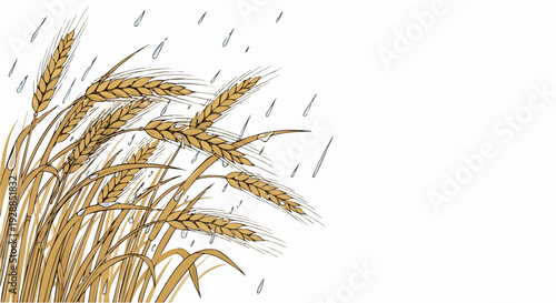 Wheat stalks in golden field.