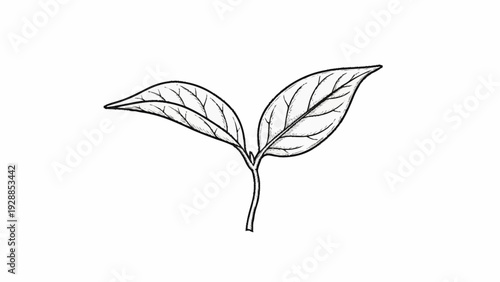 Simple black and white leaf illustration.