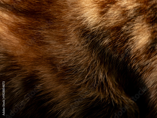 Wallpaper Mural Abstract macro closeup of brown and golden animal fur texture with flowing wavy strands and natural highlights Torontodigital.ca