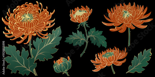 A collection of vibrant orange and green chrysanthemum floral illustrations