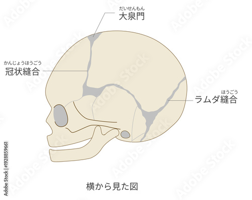 横から見た乳児（赤ちゃん）の頭蓋骨と縫合線と大泉門の解剖図日本語ラベル付き）