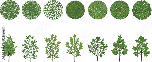 Tree vector illustration with diverse canopy and trunk designs, botanical aerial and side views, decorative landscape motifs, creative educational artwork for ecological projects