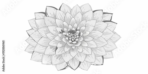 Detailed grayscale illustration of a dahlia flower in full bloom