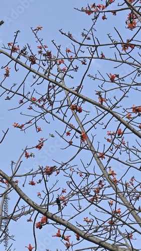 Orange blossoms blooming on tree branches against a clear blue sky, creating a calm natural background with a fresh spring atmosphere.