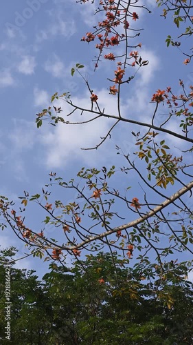 Orange blossoms blooming on tree branches against a clear blue sky, creating a calm natural background with a fresh spring atmosphere.