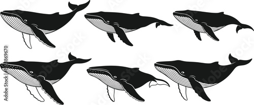Whale silhouettes in varied fin positions, marine life vector illustration with detailed baleen, educational ocean wildlife design for creative projects