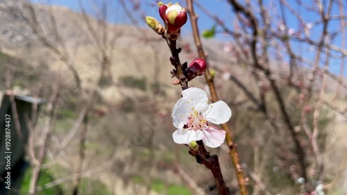 Prunus mume or the apricot blossom