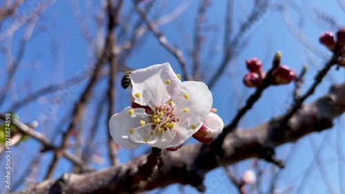 Prunus mume or the apricot blossom