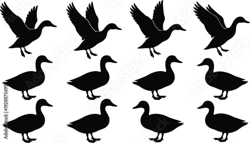 Duck Silhouettes Collection Isolated on White Background, Flying and Standing Waterfowl Bird Vector Set for Wildlife and Hunting Design
