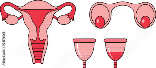 Female Reproductive System and Menstrual Health Vector Illustration Set with Uterus Anatomy Ovaries and Silicone Menstrual Cup Icons