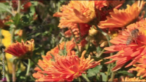 A Honey Bee is extracting nector for the Chrysanthemums flower