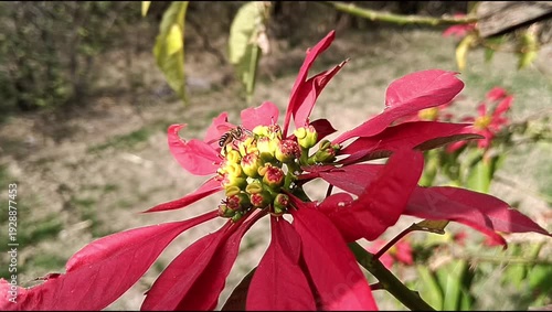 A Honey Bee is extracting nector for the Cyathium of Poinsettia (Euphorbia pulcherrima)