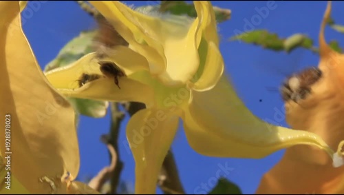 Honey Bees are extracting nectors from Angel's Trumpet flowers