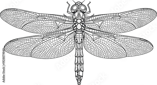 Dragonfly vector illustration with intricate wing vein patterns, segmented body anatomy, entomology decorative motifs, creative artistic educational biological artwork
