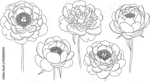 Peony flower silhouettes with layered petals, detailed botanical line art, abstract floral vector illustration, decorative nature design concept