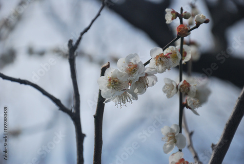 梅の華
