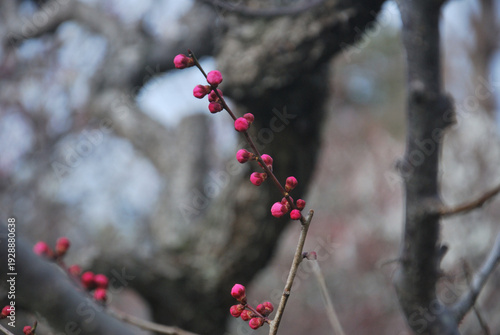 梅の華