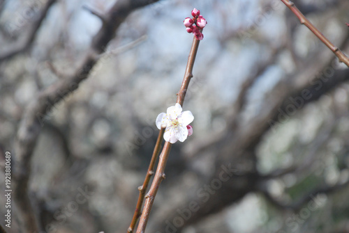 梅の華