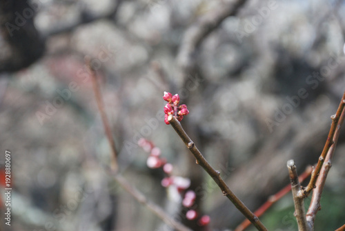 梅の華