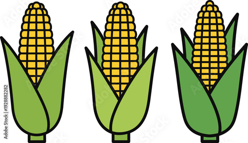 Corn on the Cob Vector Illustration Set with Fresh Yellow Maize Ears Green Husks and Organic Agriculture Design Elements