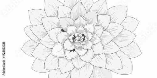 A grayscale illustration of a dahlia flower in full bloom