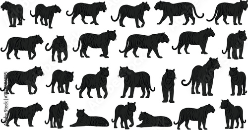 Black tiger silhouettes set featuring various species of wild cats walking standing and lying isolated on white background for wildlife nature design projects
