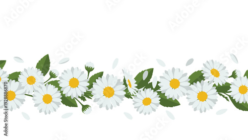 Beautiful horizontal border composed of white daisy flowers and green leaves with falling petals on a clean white background.