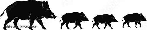 Wild boar silhouettes walking in line, animal family vector illustration showing adult and juvenile piglets in natural wildlife herd movement design