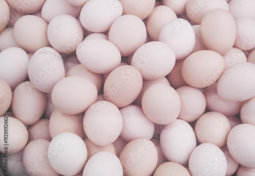 Many white chicken eggs as background	