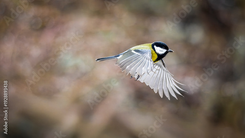 Wallpaper Mural eine Kohlmeise im Flug Torontodigital.ca