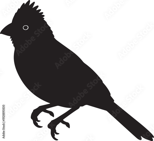 Crowned Sparrow-Weaver in silhouette on white background.