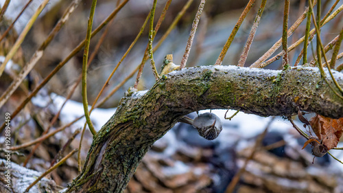 Wallpaper Mural ein Gartenbaumläufer kopfüber an einem Ast Torontodigital.ca