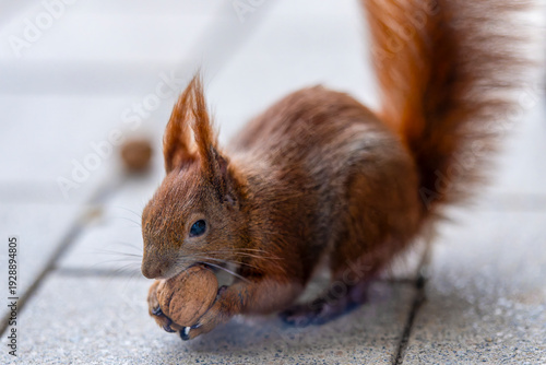 Wallpaper Mural ein Eichhörnchen auf Futtersuche Torontodigital.ca