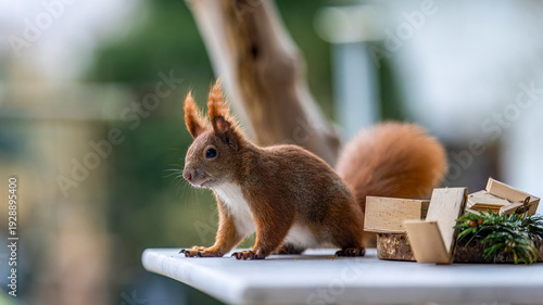 Wallpaper Mural ein Eichhörnchen auf Futtersuche Torontodigital.ca