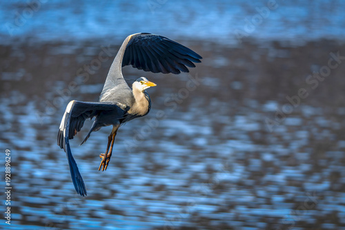 Wallpaper Mural ein Graureiher im Flug Torontodigital.ca