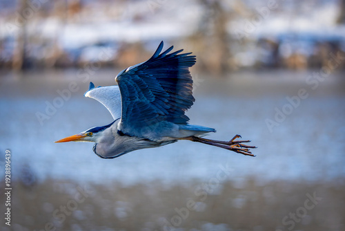 Wallpaper Mural ein Graureiher im Flug Torontodigital.ca