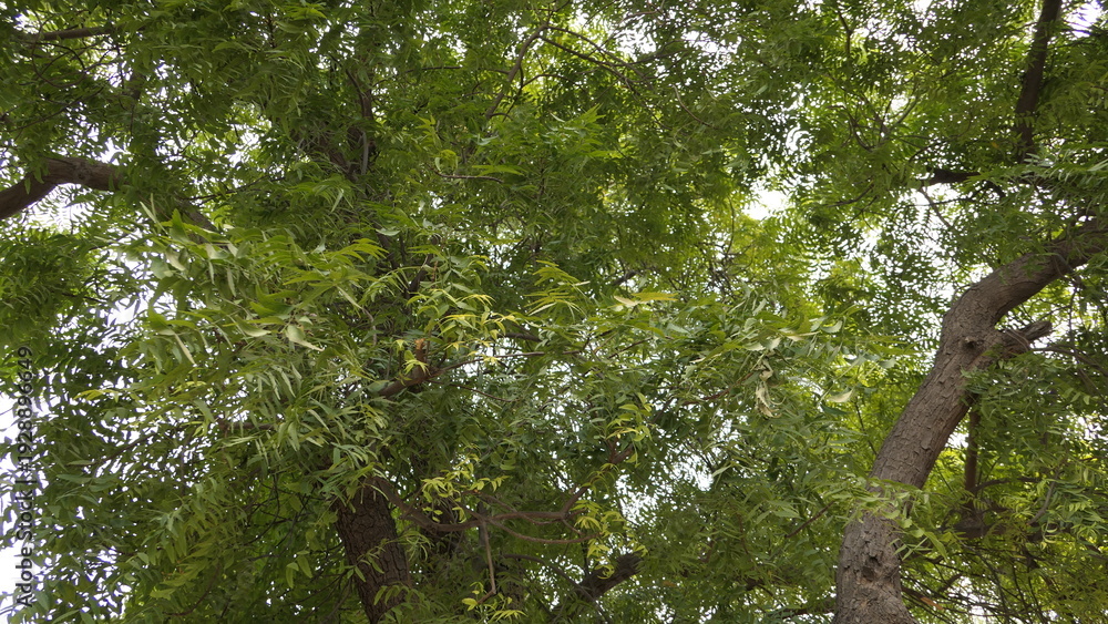 Fototapeta premium Upward View of Green Tree Canopy with Sunlight