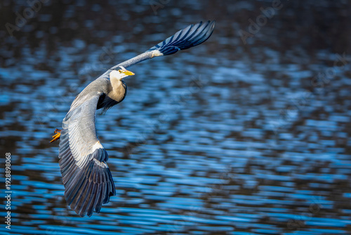 Wallpaper Mural ein Graureiher im Flug Torontodigital.ca