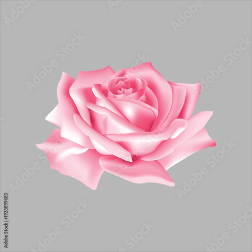Vector illustration of single pink rose flower in full bloom isolated on gray background with subtle shadow