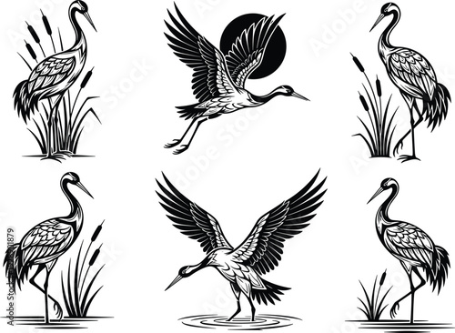 Vector illustration of stylized cranes in flight, standing, and water scenes symbolizing wildlife, culture, tradition, and education