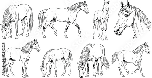 Vector illustration of stylized horses in standing, grazing, and walking poses symbolizing wildlife, culture, tradition, and education