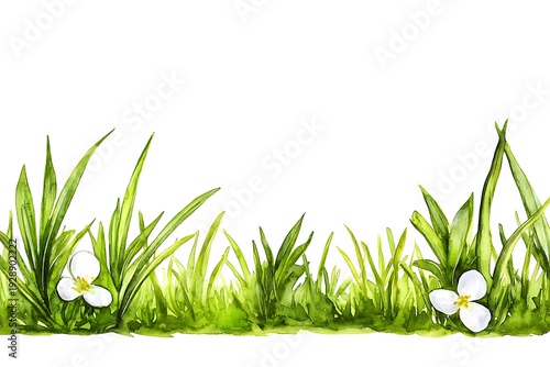 Fresh Green Grass and Delicate White Flowers in Watercolor Style for Nature Illustrations