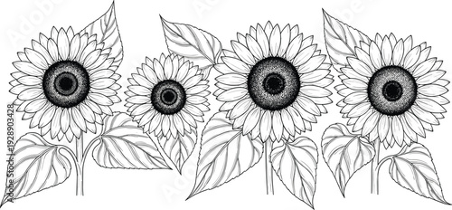 Vector illustration of stylized sunflowers with detailed petals and leaves symbolizing nature, culture, tradition, beauty, and education