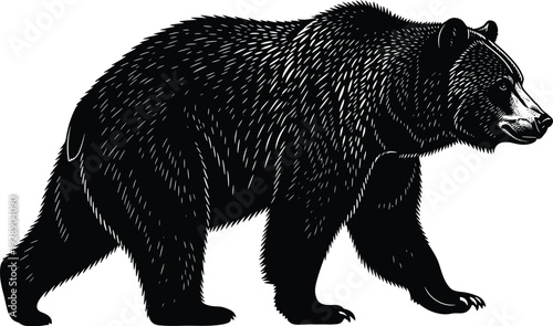   
Walking bear side profile with textured fur details, wildlife animal illustration, nature character design vector artwork, stylized drawing