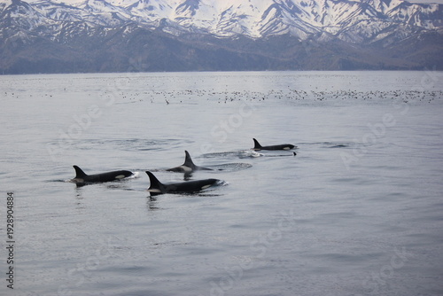 Фотография Orca,Shiretoko