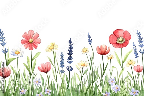 Vibrant Wildflower Garden with Diverse Blossoms Against a White Background