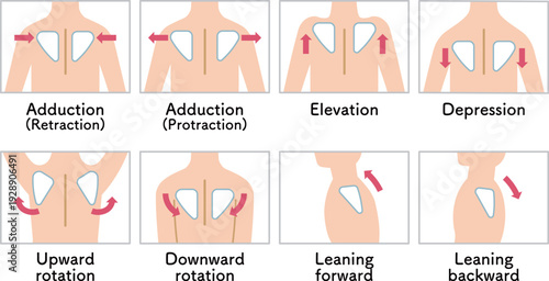 肩甲骨の動き 肩の上げ下げ Scapular movement