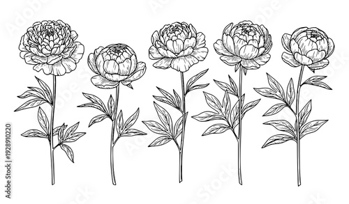 Hand drawn peony flower stems vintage botanical line art vector illustration isolated set