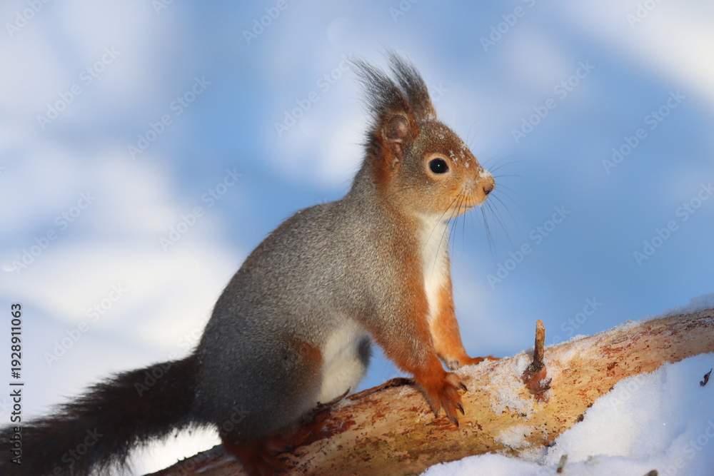 Fototapeta premium Squirrel