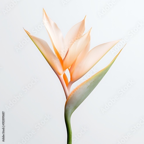 Elegant Tropical Flower with Soft Peach and Green Colors in Minimalist Style